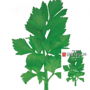 아시아종묘/ 샐러드종자씨앗 셀러리 톨유다52-70(1g,1gx3,50g)
