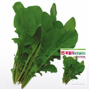 아시아종묘 루꼴라 씨앗 종자 로켓샐러드 (12g, 12gx3개, 1kg)