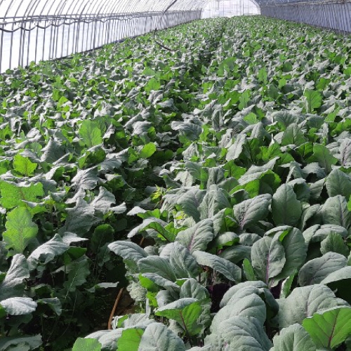 아시아종묘 콜라비씨앗종자 루비캡(100립,100립x3,2500립) 전문농가용