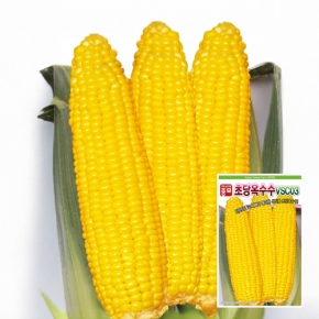 (옥수수씨앗종자) 초당 옥수수(VSC-03)(100립,2000립)