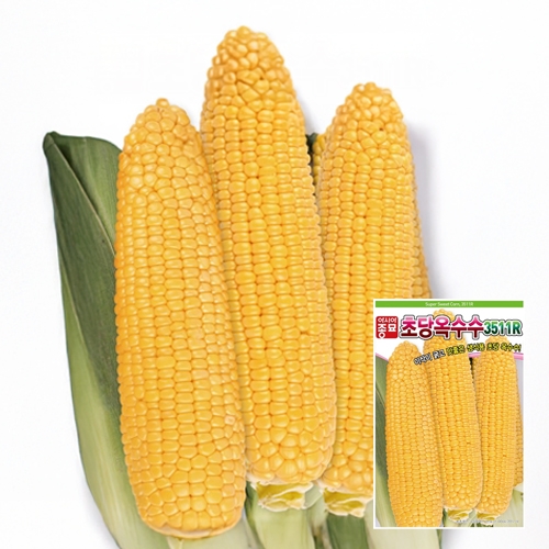 햇종자 한정입고! 옥수수씨앗종자 초당 옥수수(3511R)(100립,2000립)