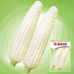 아시아종묘 옥수수종자씨앗 찰옥4호(35g,700g)