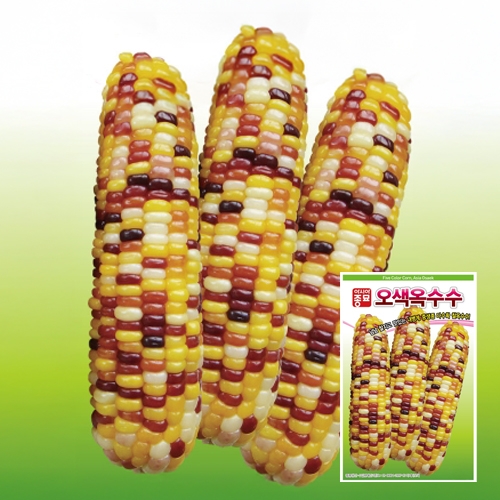 (아시아종묘/옥수수종자씨앗) 오색옥수수(100립,2000립)