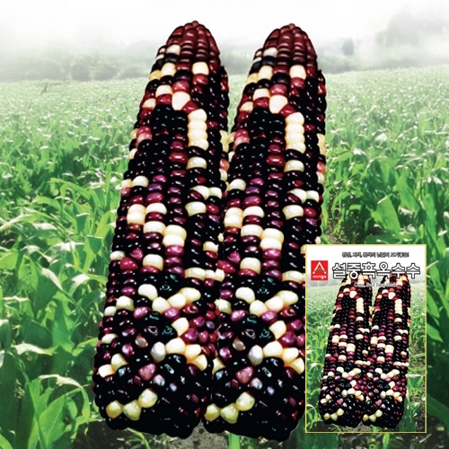 (아시아종묘/옥수수종자씨앗) 설중흑(30g,700g)