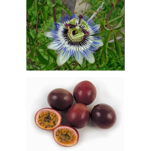 아시아종묘 패션푸르트 패션프루츠(passion fruit) 시계꽃(10립)