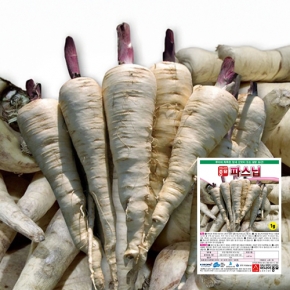 (아시아종묘/파스닙씨앗종자) 설탕당근-파스닙(1g)