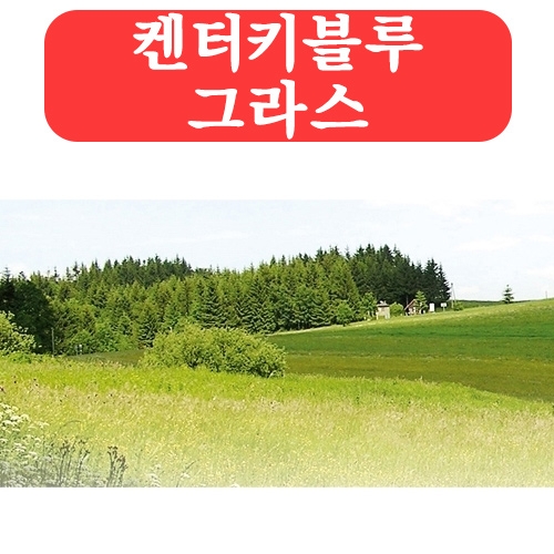 (아시아종묘/잔디씨앗종자) 켄터키블루 그라스(kg) C27