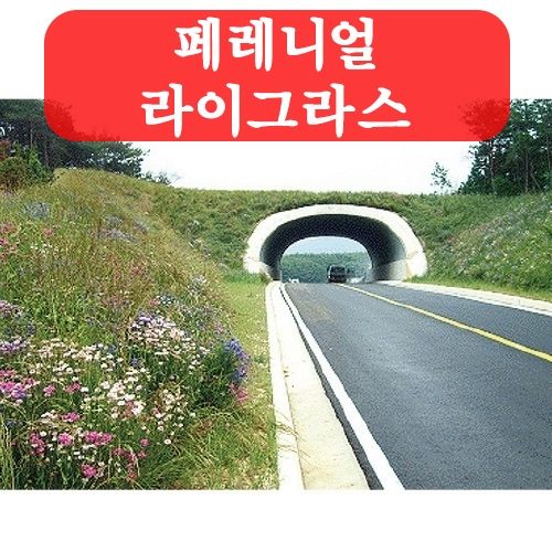 (아시아종묘/잔디씨앗종자) 페레니얼 라이그라스(kg) C27