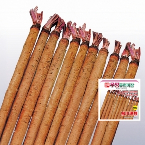 우엉씨앗종자 뿌리우엉 유천이상(500g)