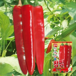 (아시아종묘/고추씨앗종자)점핑(1200립)