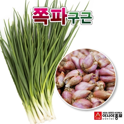 아시아종묘 국내산 예천 2024년 쪽파 종자 씨앗 종구 (500g)