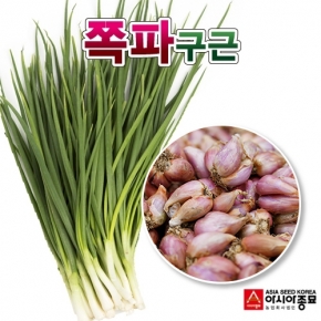 아시아종묘 국내산 예천 2024년 쪽파 종자 씨앗 종구 (500g)