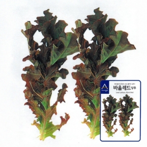 상추종자씨앗 샐러드 바울레드(1500립)