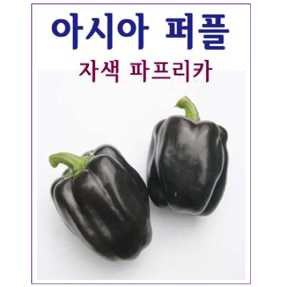 (아시아종묘/파프리카씨앗종자)아시아 퍼플 파프리카 (10립)