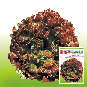 (상추종자씨앗) 뚝섬적축면(3000립) 꽃상추