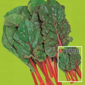(근대씨앗종자) 적근대 루비레드(5g)