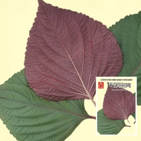 들깨씨앗종자 적쌈잎들깨(10g)