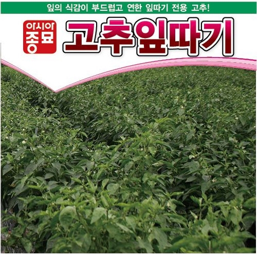 아시아종묘/고추씨앗종자 고춧잎,고추잎따기 일반종(1kg)