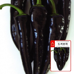 고추씨앗종자 드셔보라, 가지고추(100립)