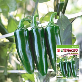 고추씨앗종자 신엄지풋고추(1000립)