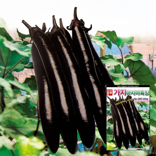 아시아종묘 가지 씨앗 종자 아시아흑장 200립