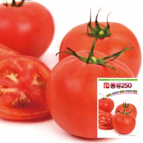 토마토씨앗종자 동유250(100립)