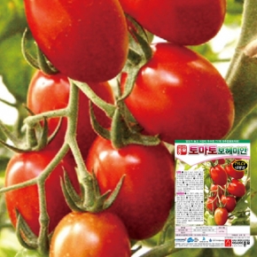 아시아종묘 토마토씨앗 보헤미안(1000립)
