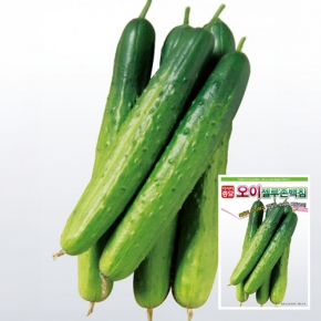 (오이씨앗종자) 젤루존백침 오이(500립)