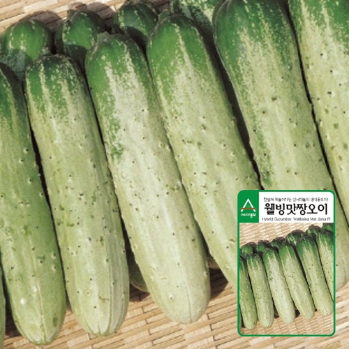 오이씨앗종자 웰빙맛짱(40립) 노각오이