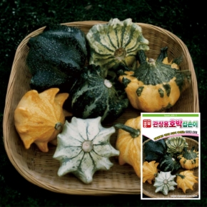 아시아종묘 관상용호박씨앗종자 십손이(10립)