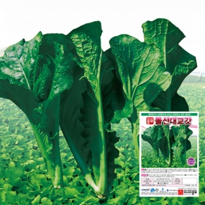 갓종자씨앗 돌산대교갓 (7g)