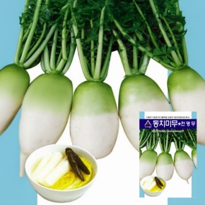 아시아종묘 무씨앗종자 동치미무 천명무(4만립)