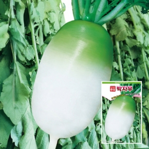 아시아종묘 무씨앗종자 박자무(4만립)