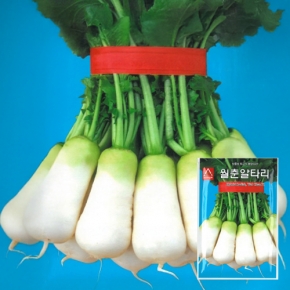 (아시아종묘/무씨앗종자) 봄알타리무씨앗 월춘알타리(20g)