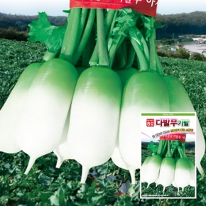 아시아종묘 무씨앗종자 다발무기발(2000립)