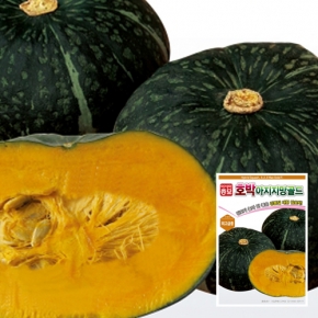 아시아종묘 단호박씨앗종자 아지지망골드(400립)