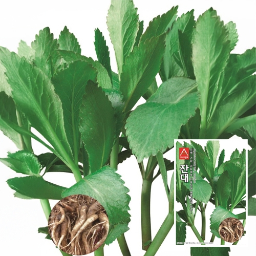 잔대씨앗종자 잔대 (1000립,500g)