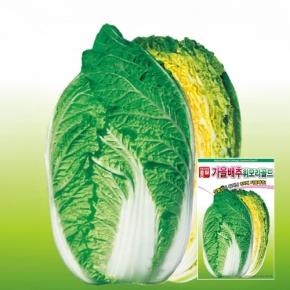 아시아종묘/배추씨앗종자 휘모리골드 (1000립)