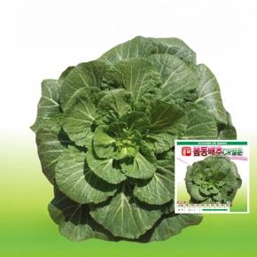 배추씨앗종자 봄동배추 CR설춘 (20g)