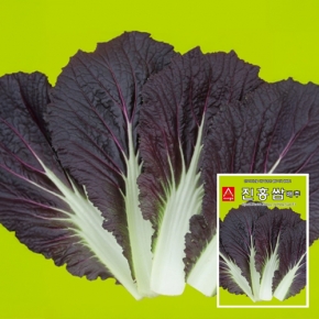 아시아종묘 배추씨앗종자 진홍쌈 배추(2000립)