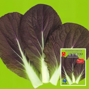 (배추씨앗종자) 잎쌈홍 배추(500립)