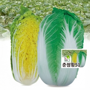 (아시아종묘/배추씨앗종자) 춘쌈황51(1000립)