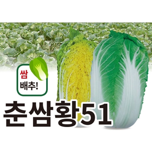 (아시아종묘/배추씨앗종자) 춘쌈황51(4000립)