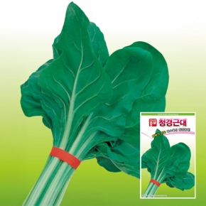 근대씨앗종자 청경근대(200g)