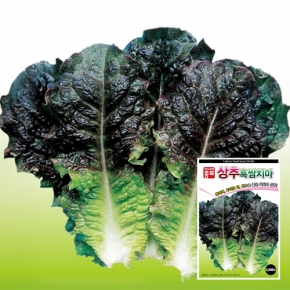 상추종자씨앗 흑쌈치마상추(6만립)