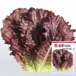 아시아종묘 상추종자씨앗 아시아적치마(6만립)