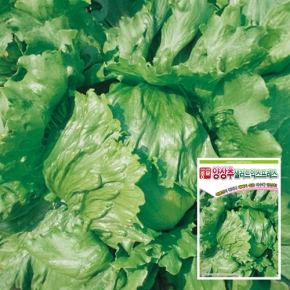 아시아종묘 양상추종자씨앗 샐러드익스프레스(1500립)