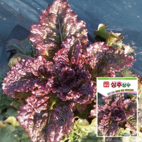 상추종자씨앗 장수 상추(3000립)