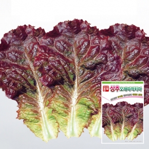 아시아종묘 상추종자씨앗 아시아오래따적치마(3000립)