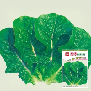 아시아종묘 상추종자씨앗 청치마(6000립)